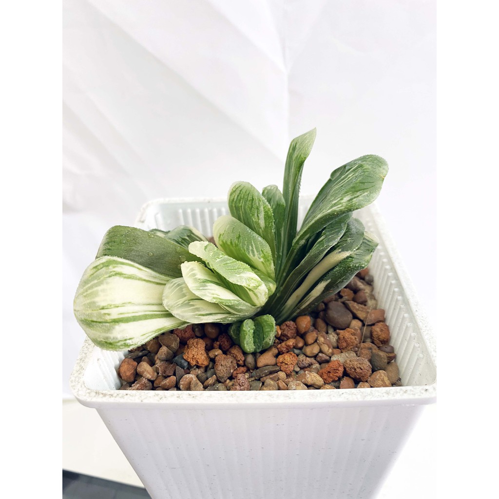 チランジア カウツキー (カウツキー氏由来の天然クローン)