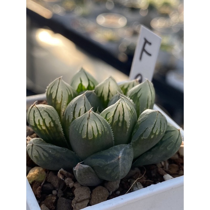 Haworthia ハオルチア水晶オブツーサ錦 蝦皮購物