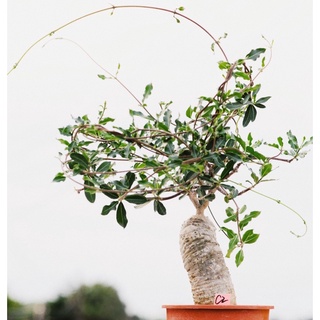 珍稀極品 火星人fockea Edulis蘿藦科塊根植物 塊根多肉植物奇異油柑山烏龜可參考 蝦皮購物