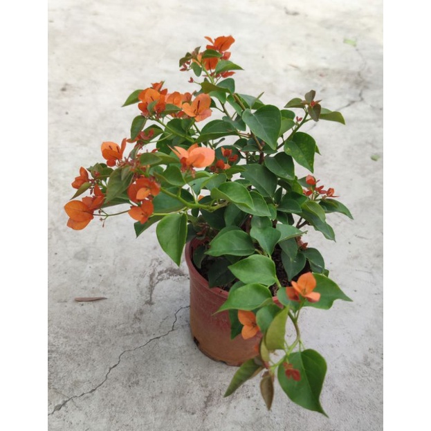 5-6吋九重葛盆栽（橘色花） 綠籬植物（無花了）