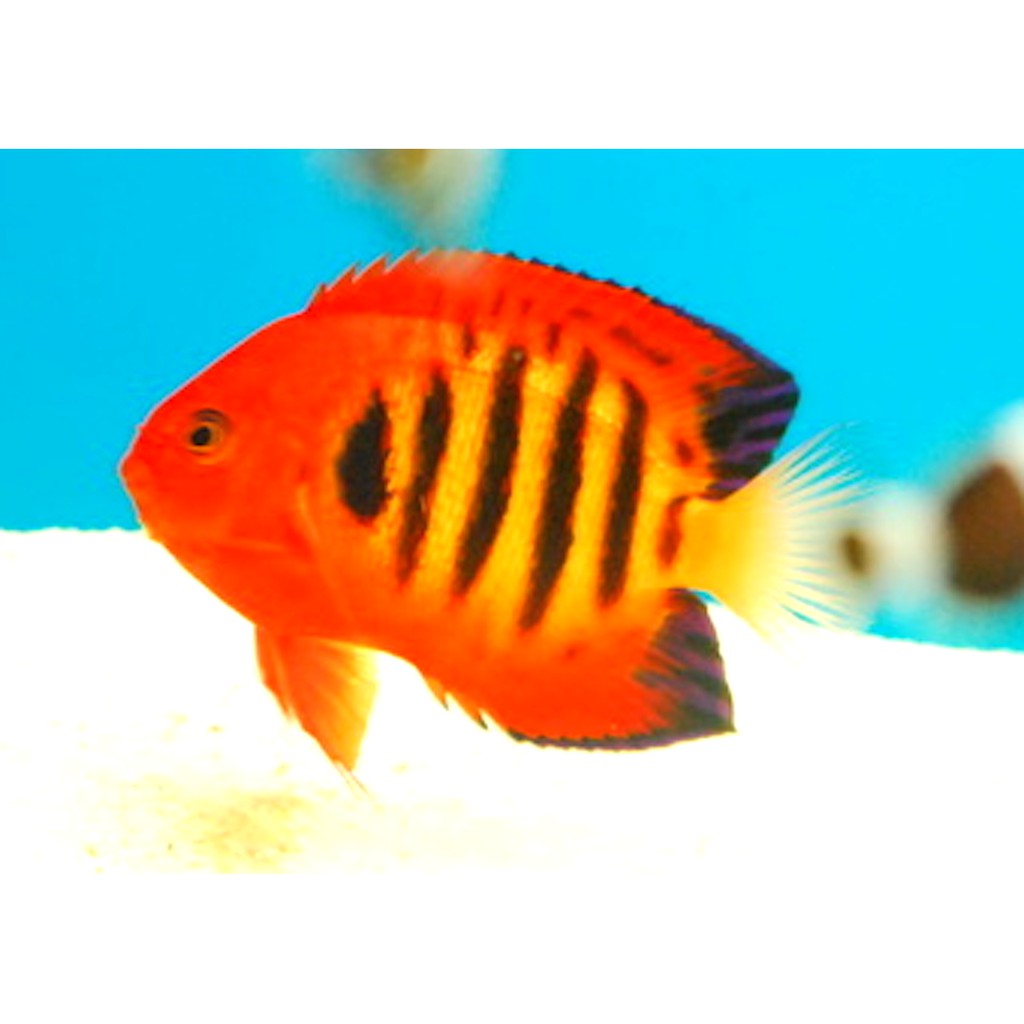 安心水族寵物 線上商店 蝦皮購物