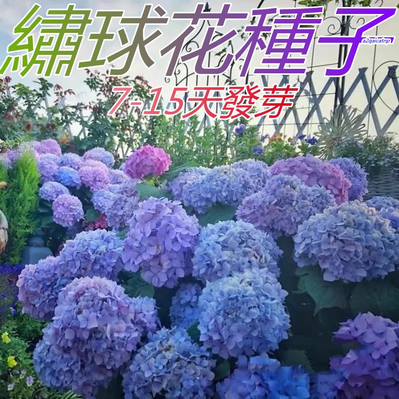 繡球花種籽八仙花種籽50個品種四季易活花籽超低價海洋之心花手鞠紗織小姐無盡夏 滿499免運 新店特惠