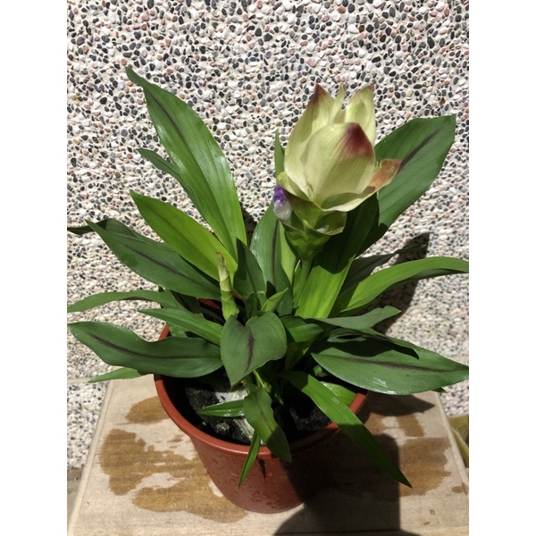薑荷花。賞花觀葉植物