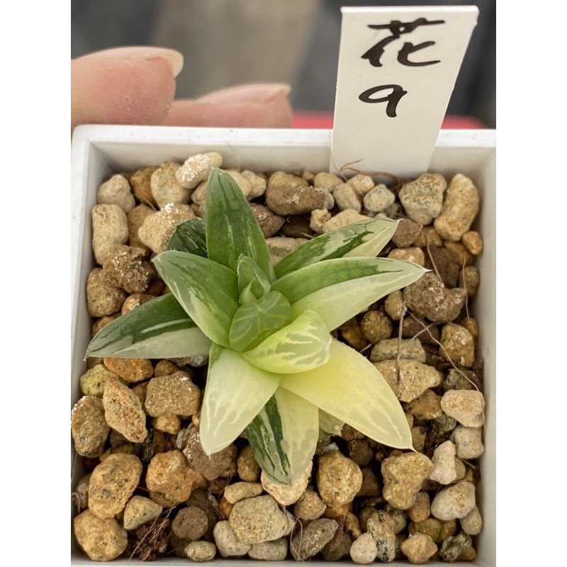 Haworthia ハオルチア花火オブツーサ錦 蝦皮購物