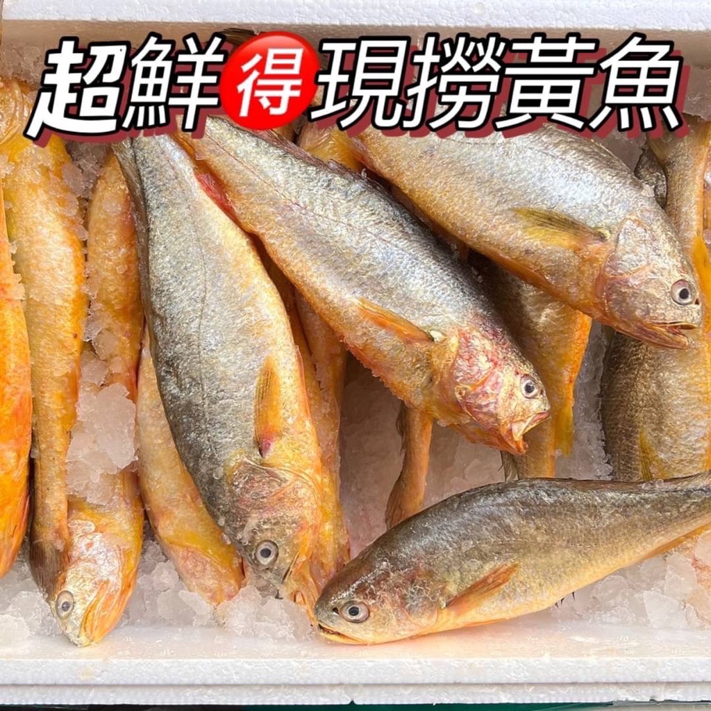 【阿珠媽海產】現撈 黃魚 黃花魚 黃孫 乾煎方便料理 營養成分極高 家庭常用魚 免費三去加真空