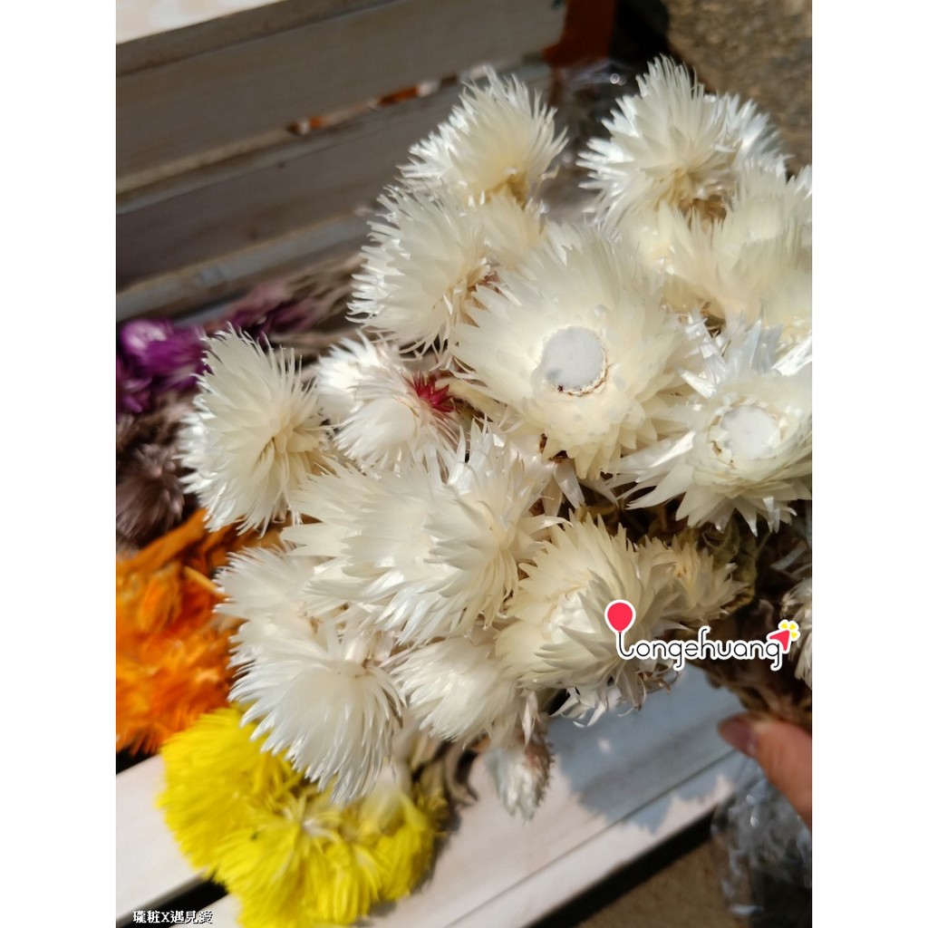 乾燥旱雪蓮進口旱雪蓮白色花束捧花乾燥花不凋花永生花花材手作材料價格為一支金額 蝦皮購物