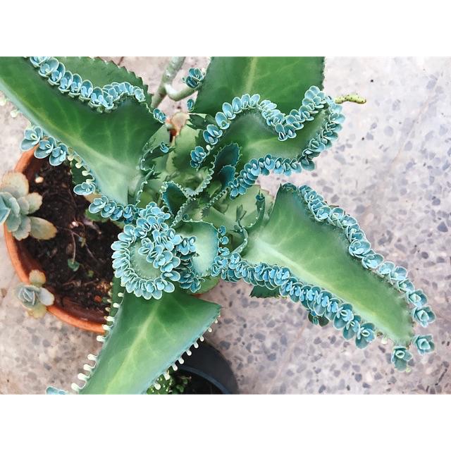 𝙶𝚛𝚊𝚗𝚍𝚖𝚊 𝚜 𝚐𝚛𝚎𝚎𝚗 𝚑𝚘𝚞𝚜𝚎 多肉植物 蕾絲姑娘不死鳥多肉植物新手入門輕鬆成為綠手指 買五送一 蝦皮購物