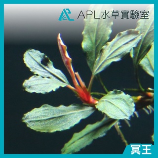 APL水草實驗室 - 冥王 稀有 辣椒榕 神秘草 水中葉
