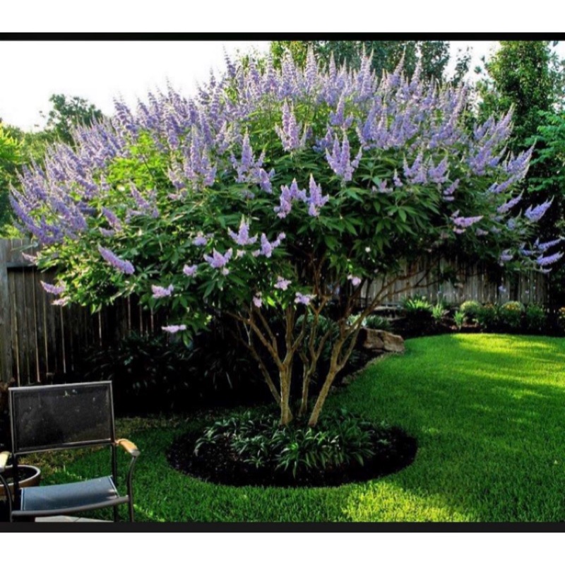 Vita Garden-藍花貞潔樹（西洋牡荊）2棵1組