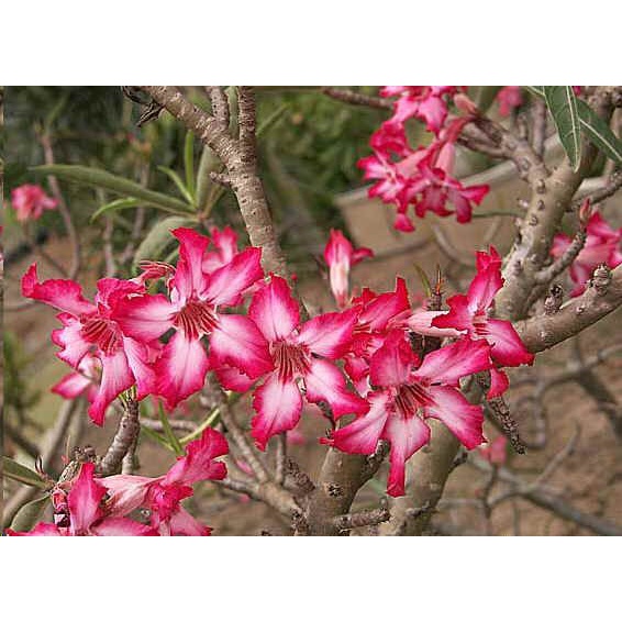 Adenium Somalense var somalense 高大索馬里沙漠玫瑰種子 多肉 塊根