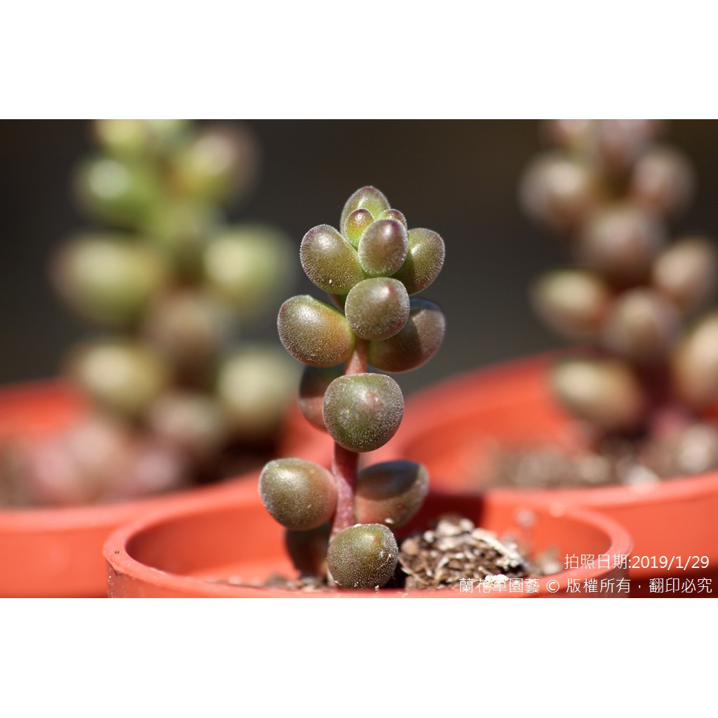 1吋迷你盆 玉葉 容易落葉 可葉孵 景天科多肉植物 蘭花草園藝 蝦皮購物