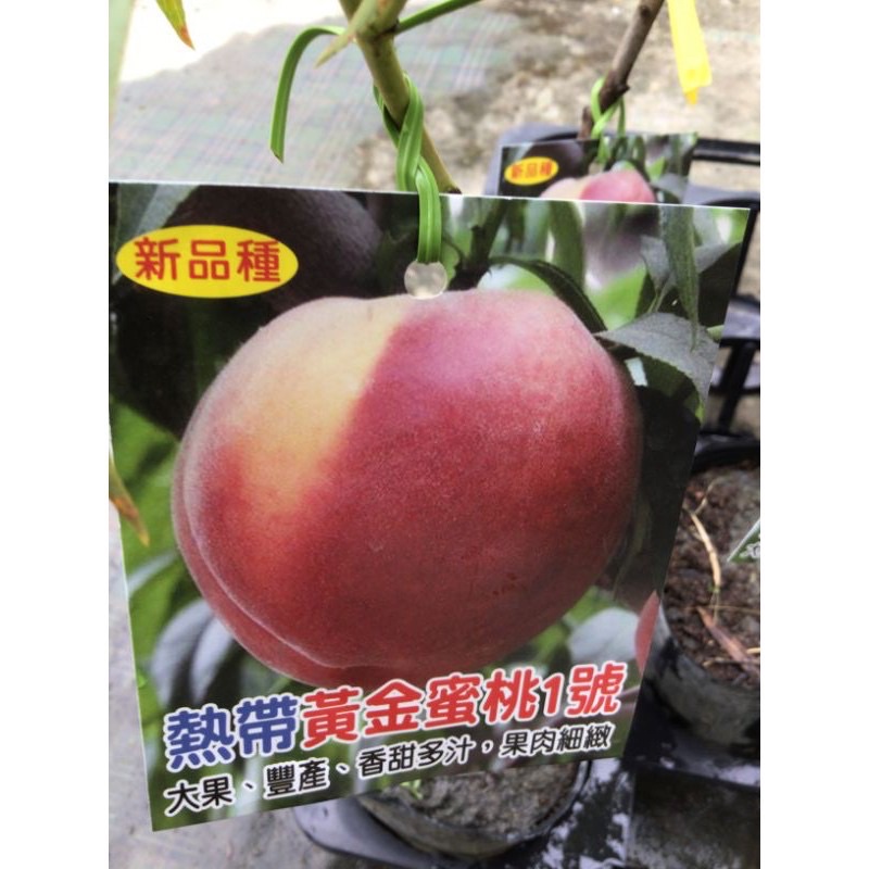 ★綠霖園藝★熱帶黃金蜜桃1號嫁接苗高度40公分 觀賞植物/水果樹苗/新興果樹/果苗/嫁接/植物/盆栽