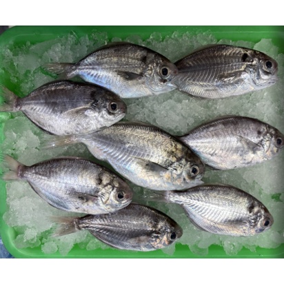 鋒水產 | 生鮮海鮮 | 台中港現撈新鮮肉魚