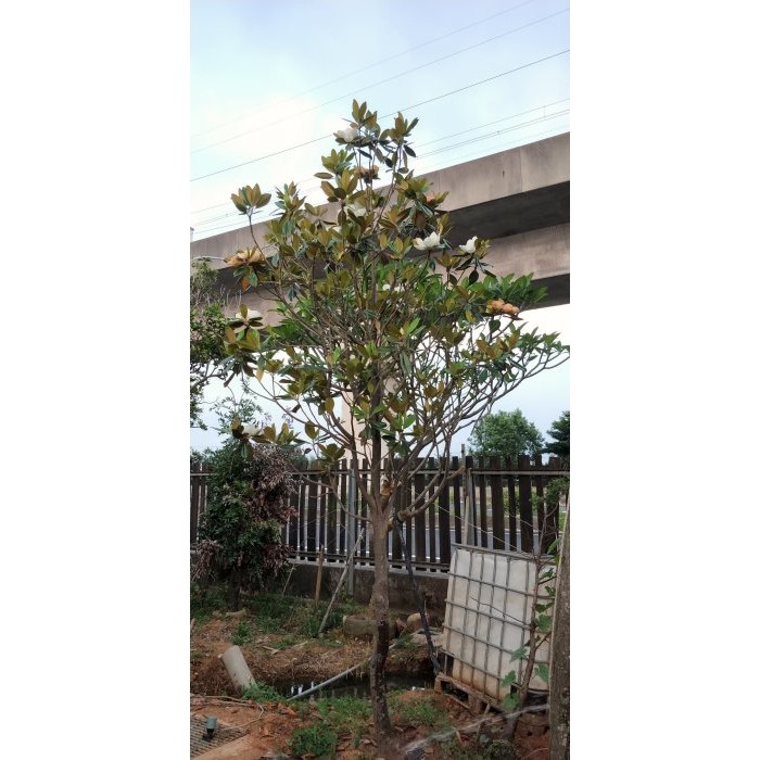 元茂園藝中壢高鐵南路園區十年木蓮樹工程用 開價不含運費及種植工資 蝦皮購物