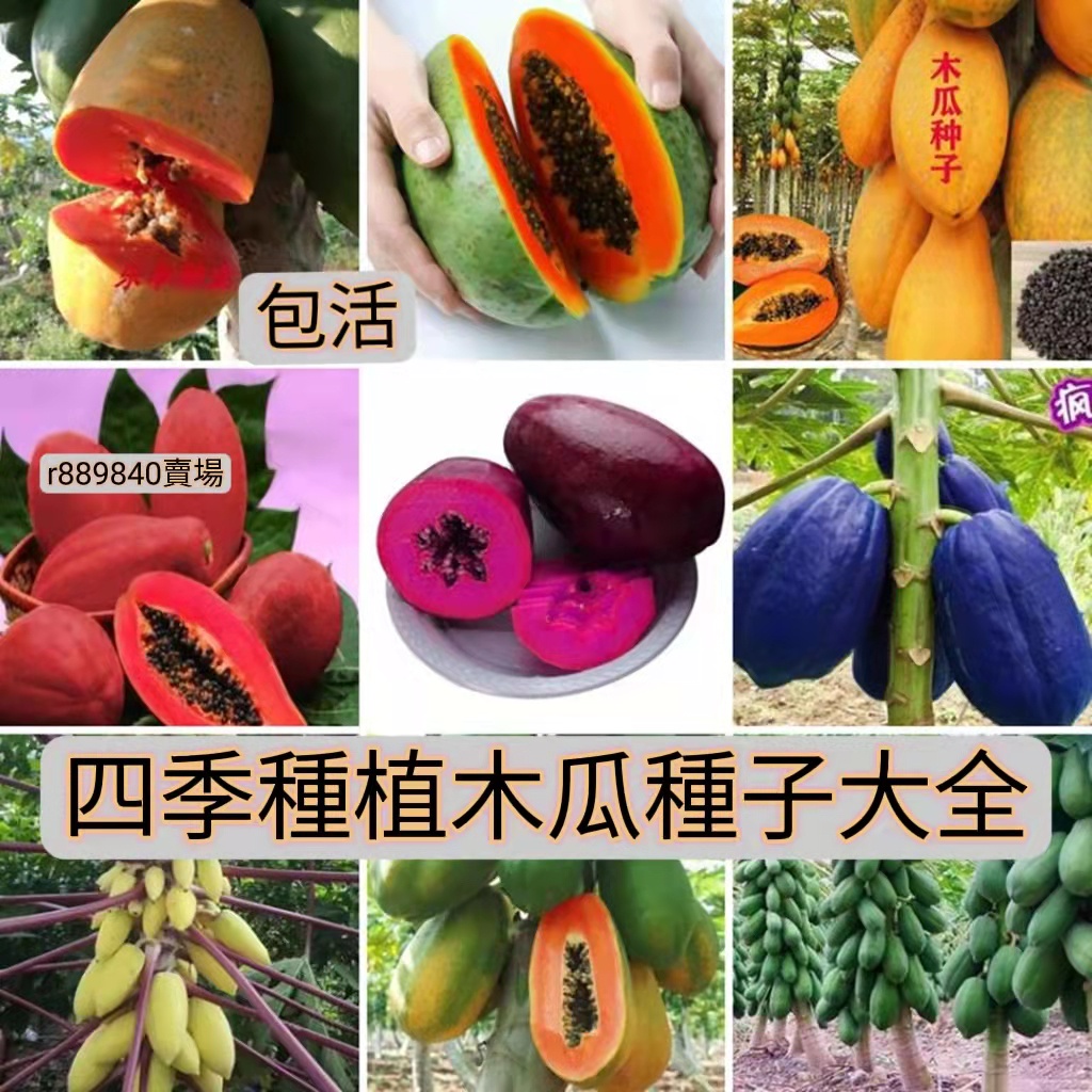 2🍓台灣💋木瓜種子大全木瓜種籽番木瓜種子甜瓜種子紅心木瓜種子紅心牛奶木瓜木瓜籽薄皮多汁四季種植水果