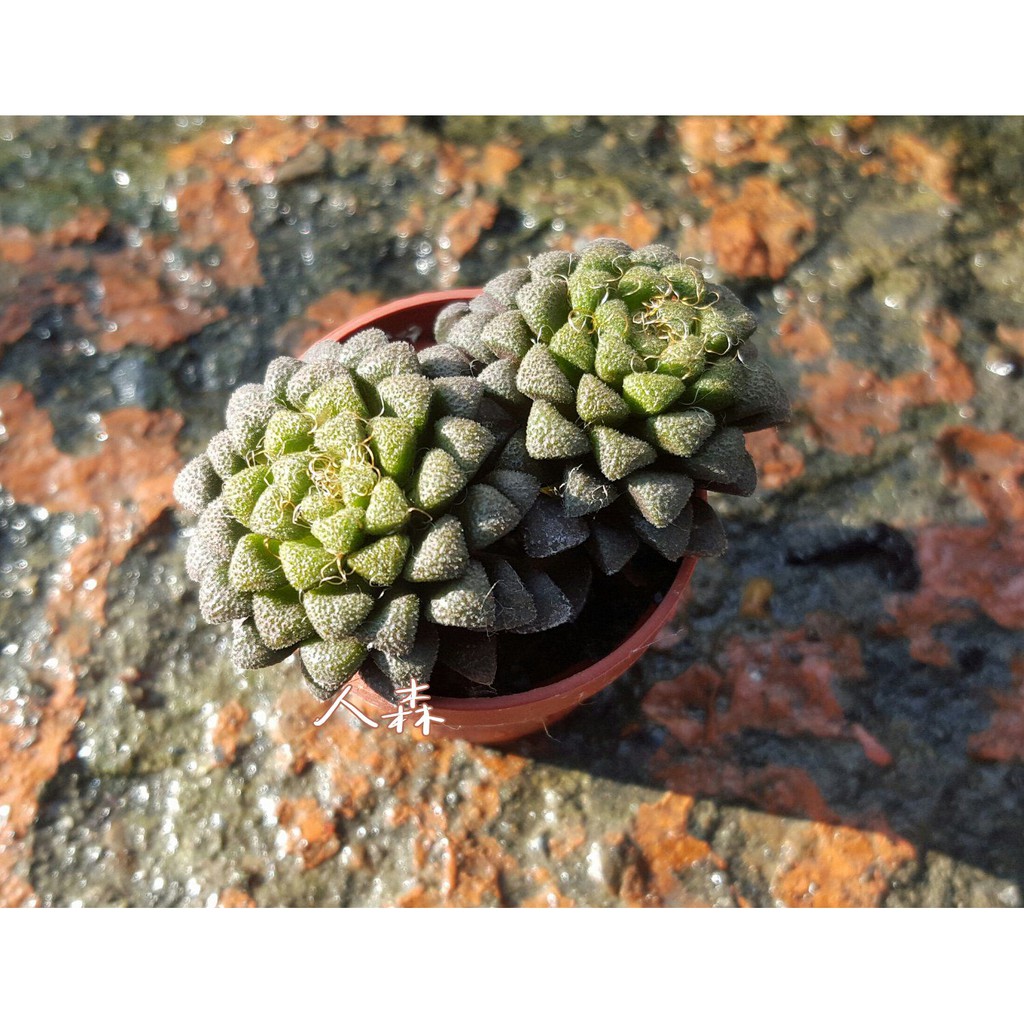 花吹雪 多肉植物 馬齒莧科 《人森》可愛 特別 1吋盆 迷你盆