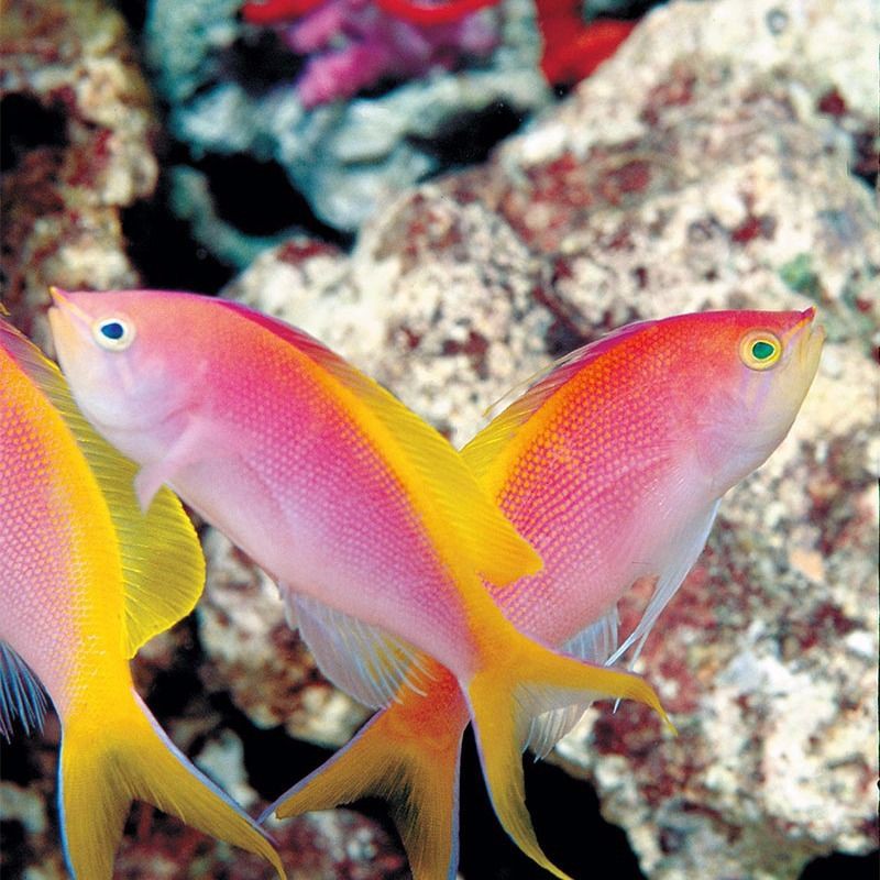 熱帶魚豆瓣