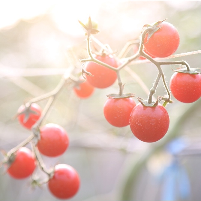 [台中]採小番茄/蔬菜體驗-優恩蜜溫室蔬果觀光果園