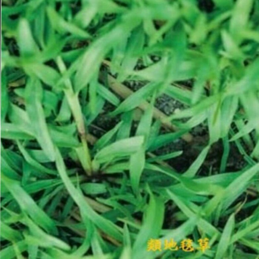 類地毯種子【草皮種子】愛芬地毯草 25公斤裝 粉衣種子  發芽適溫：20~35度C發芽天數：7~14天