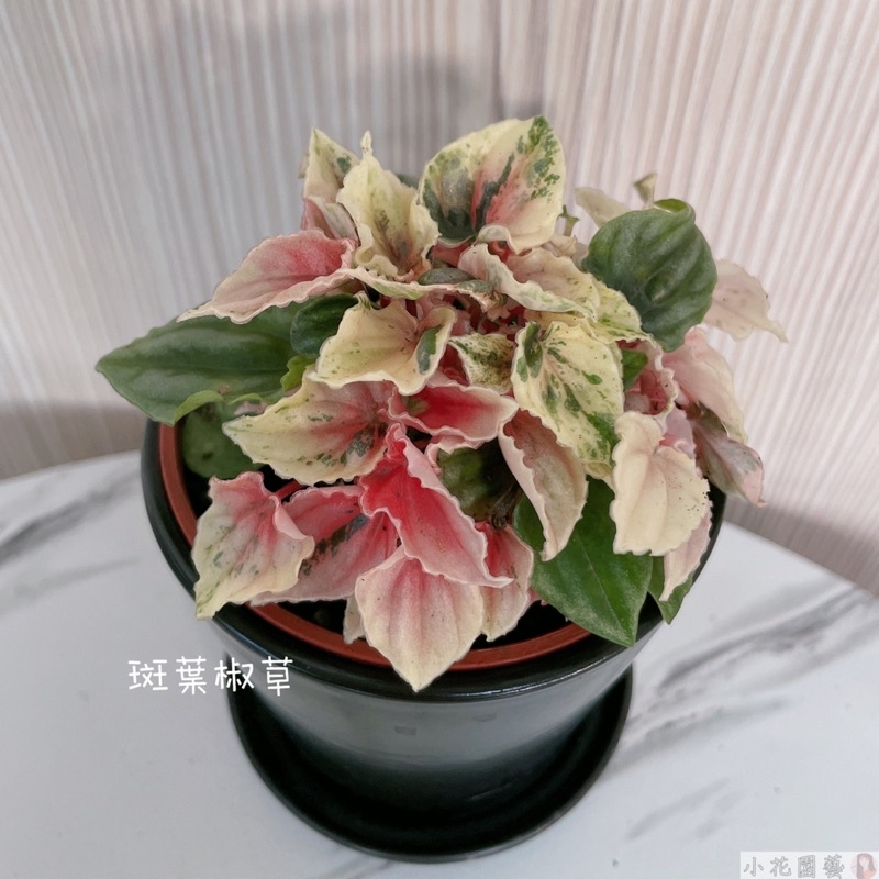 小花園藝 彩虹椒草 斑葉椒草 斑粉椒草3吋盆 $150 特價80