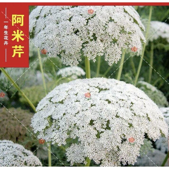 小鮮肉肉 白雪花蕾絲花阿米芹種子10粒裝一年生花卉種子花朵大可作切花 蝦皮購物