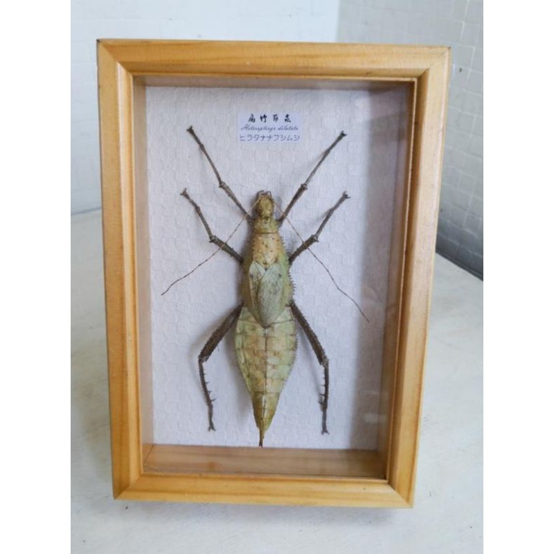 早期大竹節蟲標本蟲標本 大型 蝦皮購物