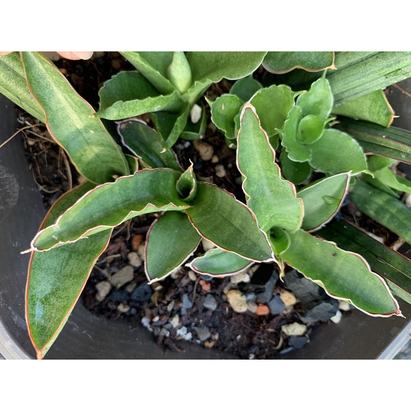 玹玹多肉虎尾的價格推薦 22年9月 比價比個夠biggo