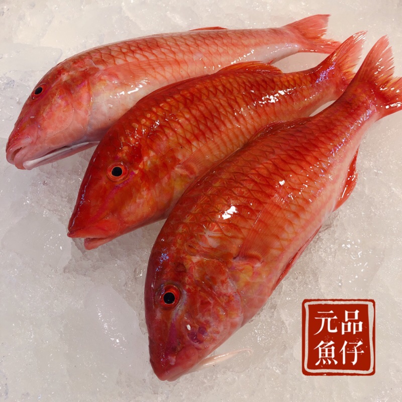 澎湖手釣秋姑 元品魚仔店yuan Pin 澎湖新鮮魚貨 蝦皮購物