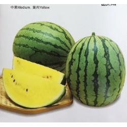 小玉西瓜種子watermelon 蝦皮購物