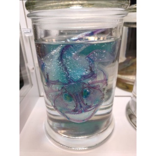 透明生物標本 永保安康 深海鮟鱇魚lophiidae 安康魚燈籠魚工作室擺放標本藝術品歡迎購買 蝦皮購物
