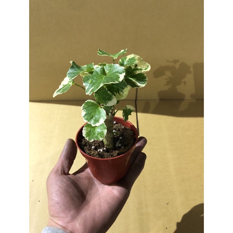 綠之源-3吋盆 斑葉圓葉福祿桐 盆栽 室內植物 淨化空氣