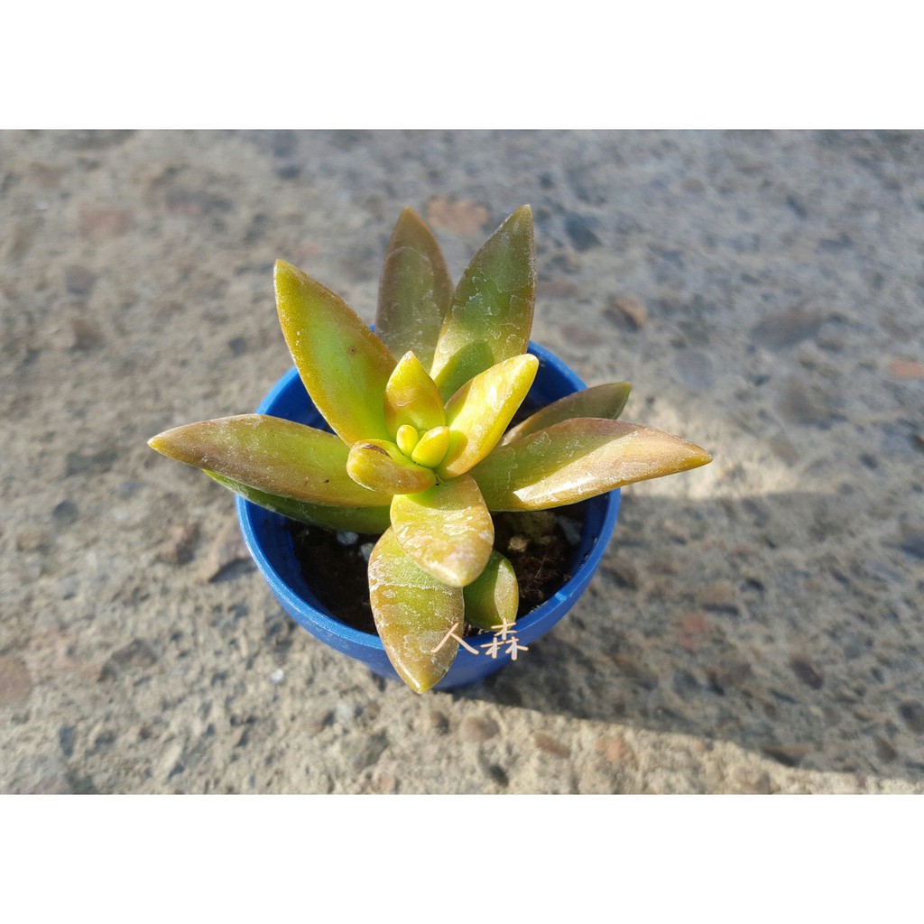 銘月多肉植物 人森 景天科種植容易顏色豔麗多肉組盆種植容易適合新手 蝦皮購物