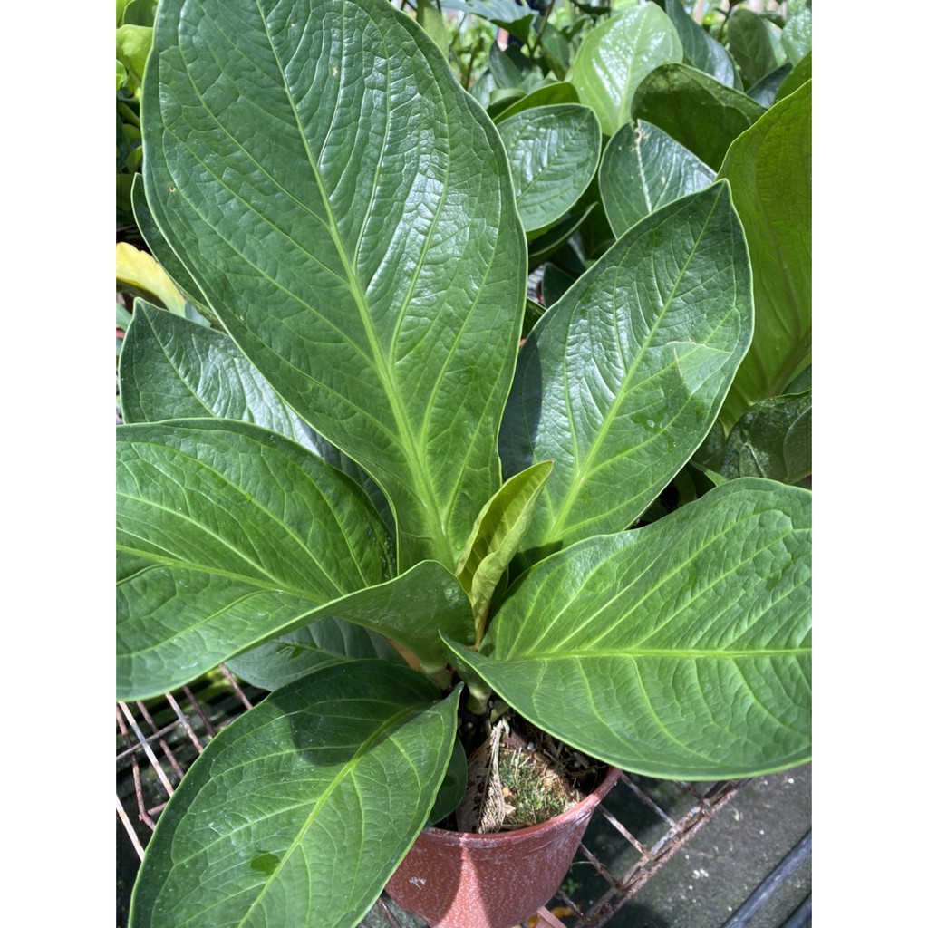 植系青屬 富貴花燭 榮華花燭 觀葉植物 室內植物 五吋盆 蝦皮購物