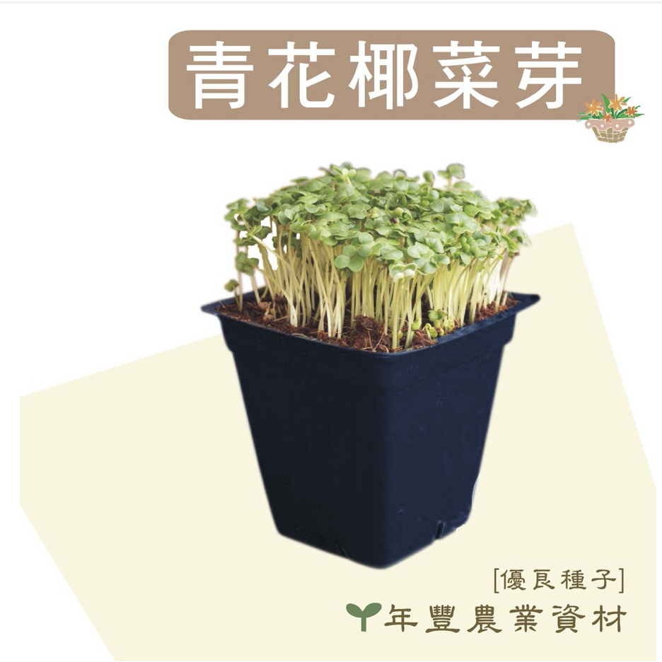 [優良種子] 青花椰菜芽種子, 非基改無毒種子, 水耕適用