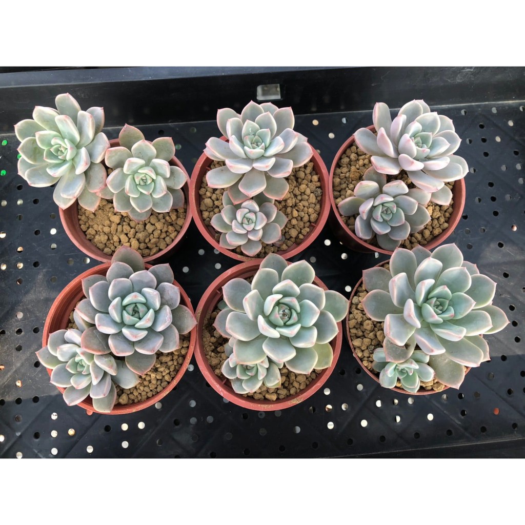 Kiki貓多肉園多肉植物粉紅佳人種在三吋盆裸根寄送 蝦皮購物