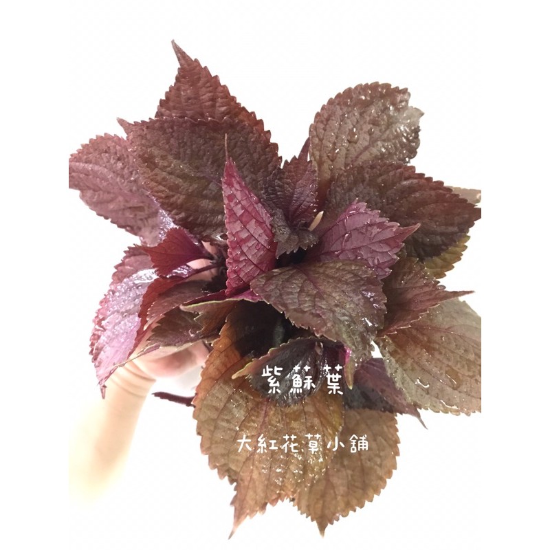 大紅花草 紫蘇盆栽 紫蘇葉香氣獨特 只賣紫蘇葉 蝦皮購物