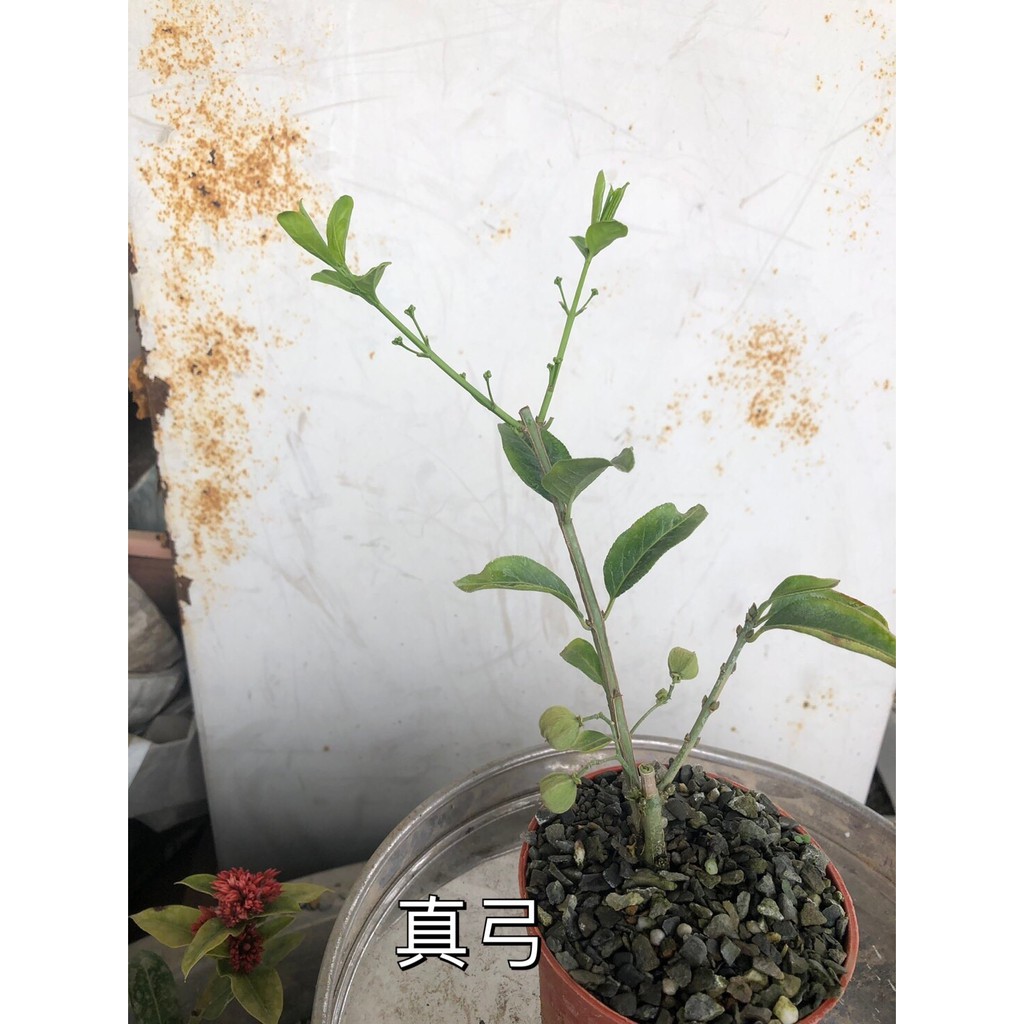 真弓 蝦皮購物