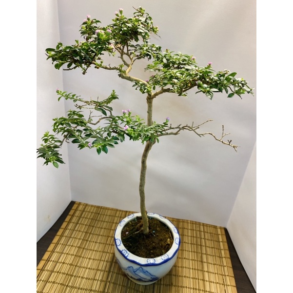 姬百日紅 Ptt Dcard討論與高評價網拍商品 21年9月 飛比價格