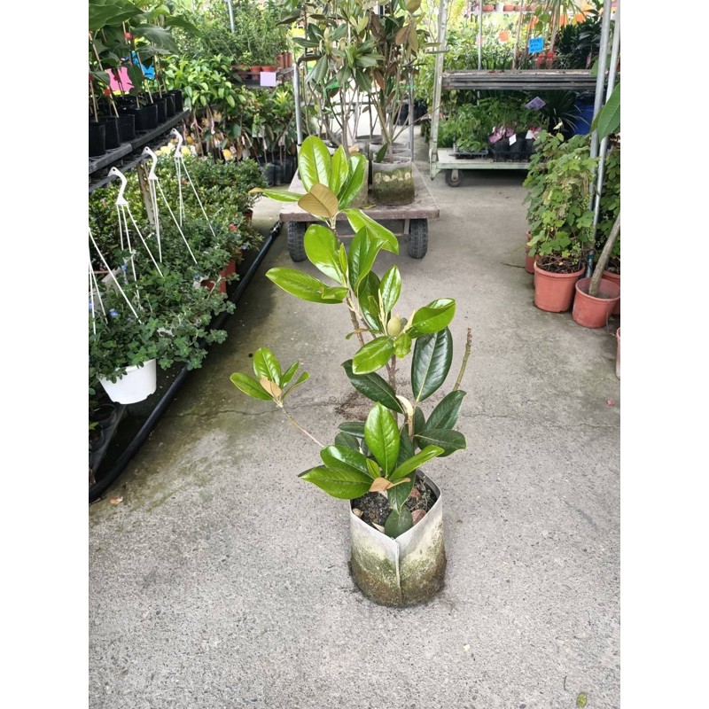 木蓮花 一棵定價360 蝦皮購物