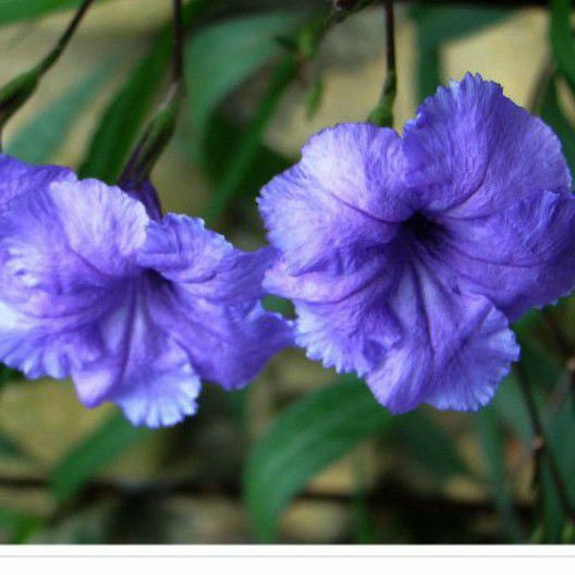 翠蘆莉 藍花草 每棵元 高35公分 徑粗 日月農場 蝦皮購物