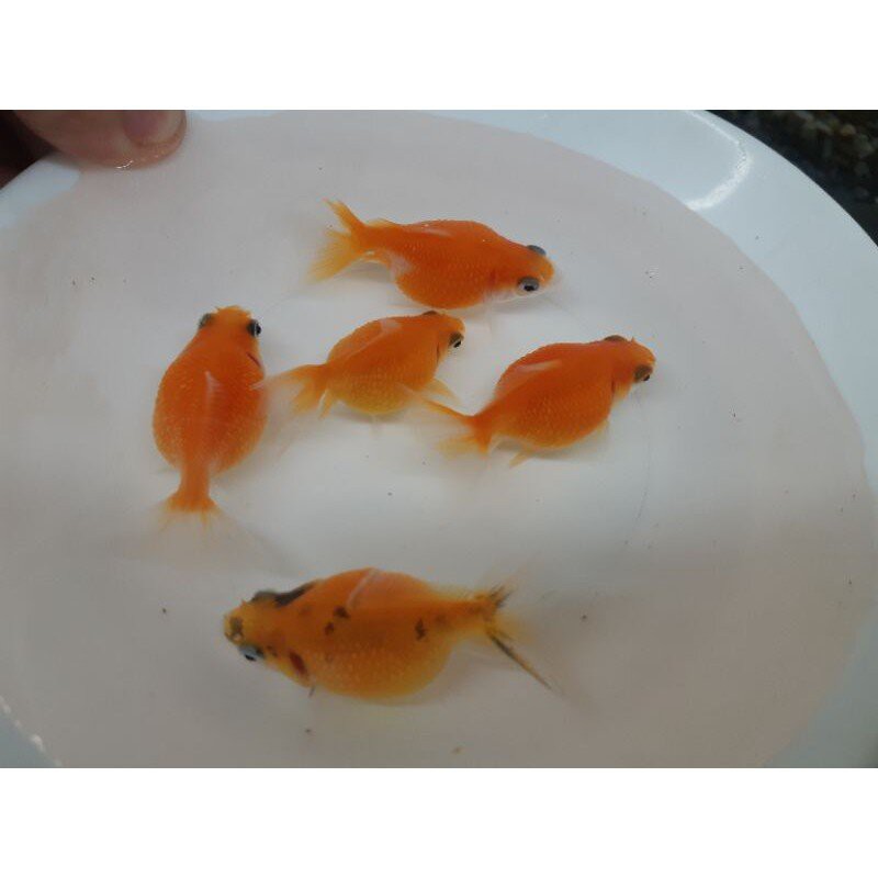 高級金魚 Ptt Dcard討論與高評價網拍商品 21年10月 飛比價格