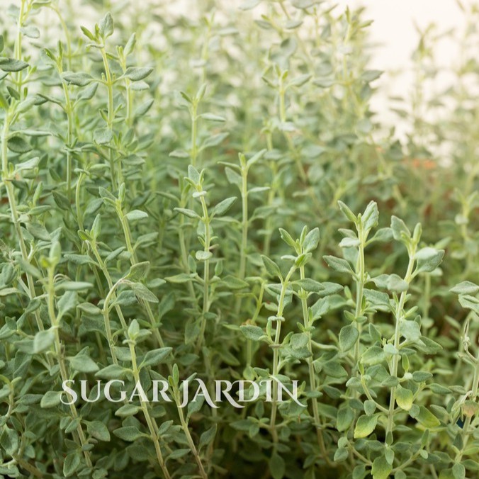 百里香 香草植物 香草盆栽 觀賞植物 香草茶 蝦皮購物