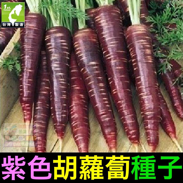 我想發芽 紫胡蘿蔔種子紫人參富含花青素含量媲美藍莓易栽好活陽台盆栽 約30粒 包 30元 蝦皮購物