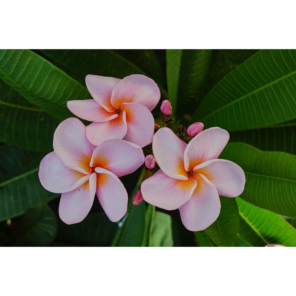 【HARU's】Orathai Pink ( 奧拉泰粉紅 ) 雞蛋花/緬梔花/Plumeria/枝條/盆栽