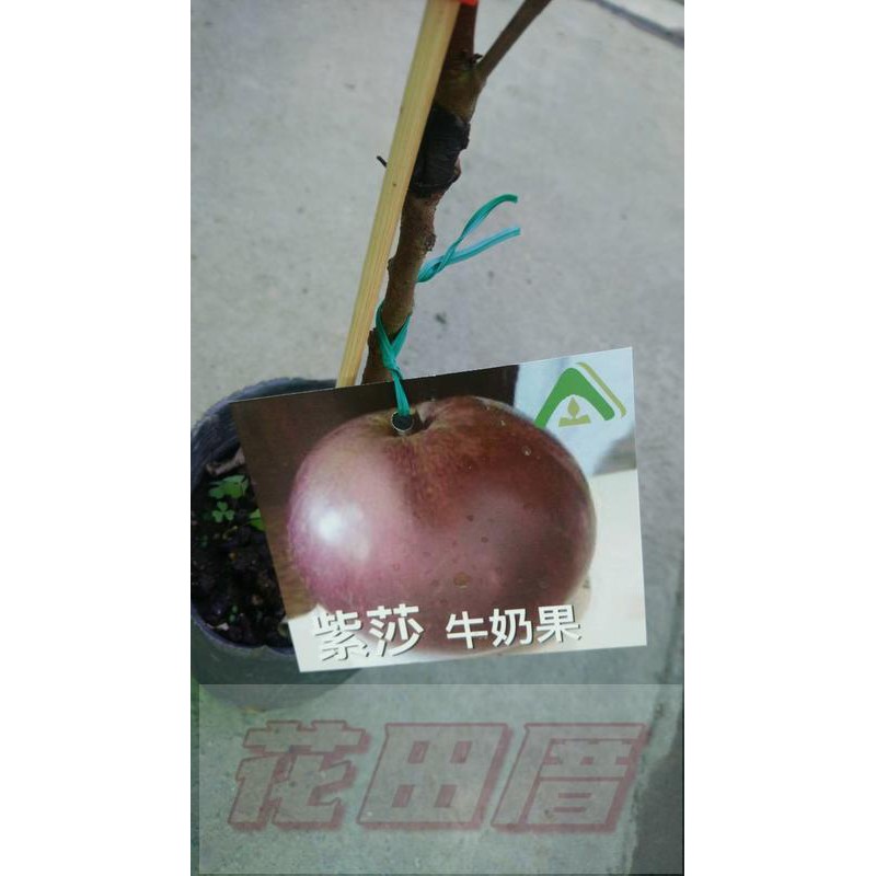 花田厝_季節水果--紫莎牛奶果--新品種4吋盆高30-50公分