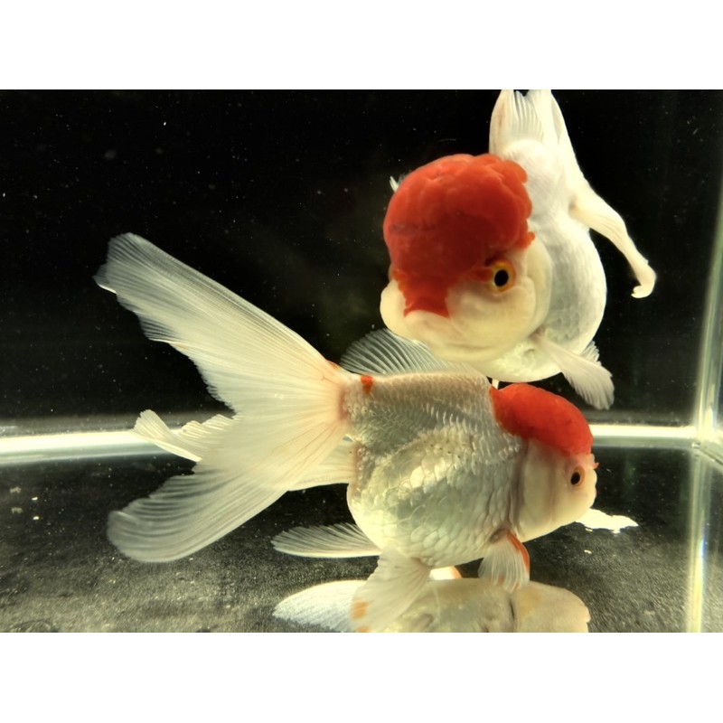 耕魚水族gengyu 特優紅帽小紅帽金魚專用飼料飼料金魚 蝦皮購物