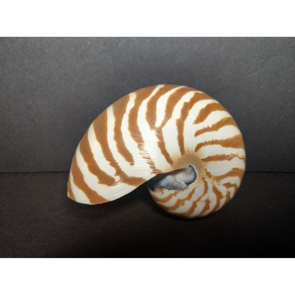 【實物實拍】【現貨】【露蝦】收藏級鸚鵡螺116mm(顏色鮮豔 品項如圖) 貝殼 神奇海螺 標本 活化石 自然科學 恐龍