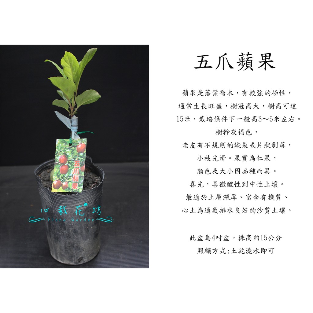 心栽花坊-五爪蘋果/4吋/蘋果品種/嫁接苗/水果苗/售價200特價180