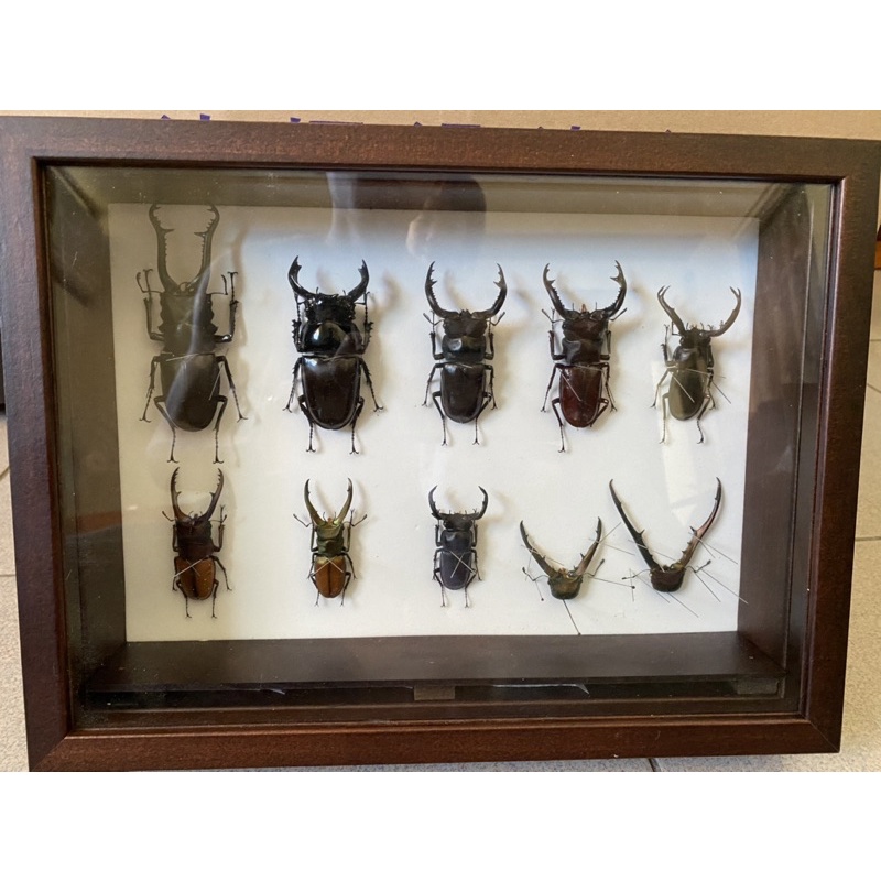 甲蟲標本（包含長頸鹿、紅蓮、緬甸大叉角、周氏細身等標本及木框）