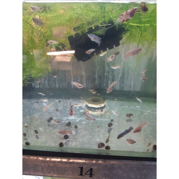 鬥魚仔魚仔魚育成基礎款練習魚 買5送1 蝦皮購物